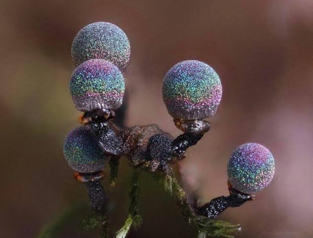 Amethyst Mushroom — Jamur Berwarna Glitter ini Tampak Seperti Galaxy