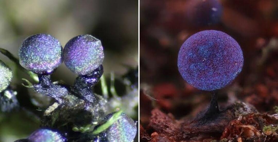 Amethyst Mushroom — Jamur Berwarna Glitter ini Tampak Seperti Galaxy