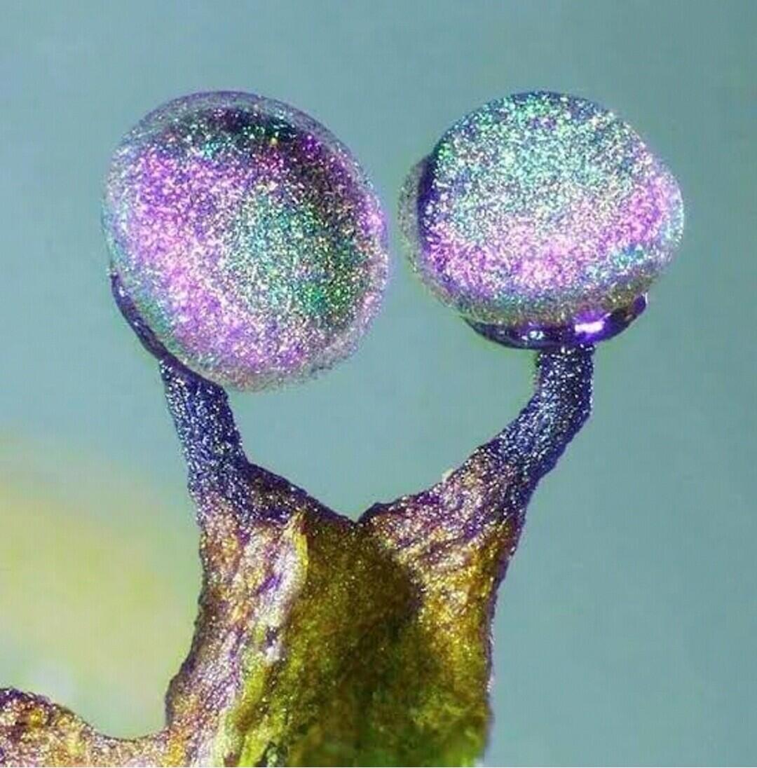Amethyst Mushroom — Jamur Berwarna Glitter ini Tampak Seperti Galaxy