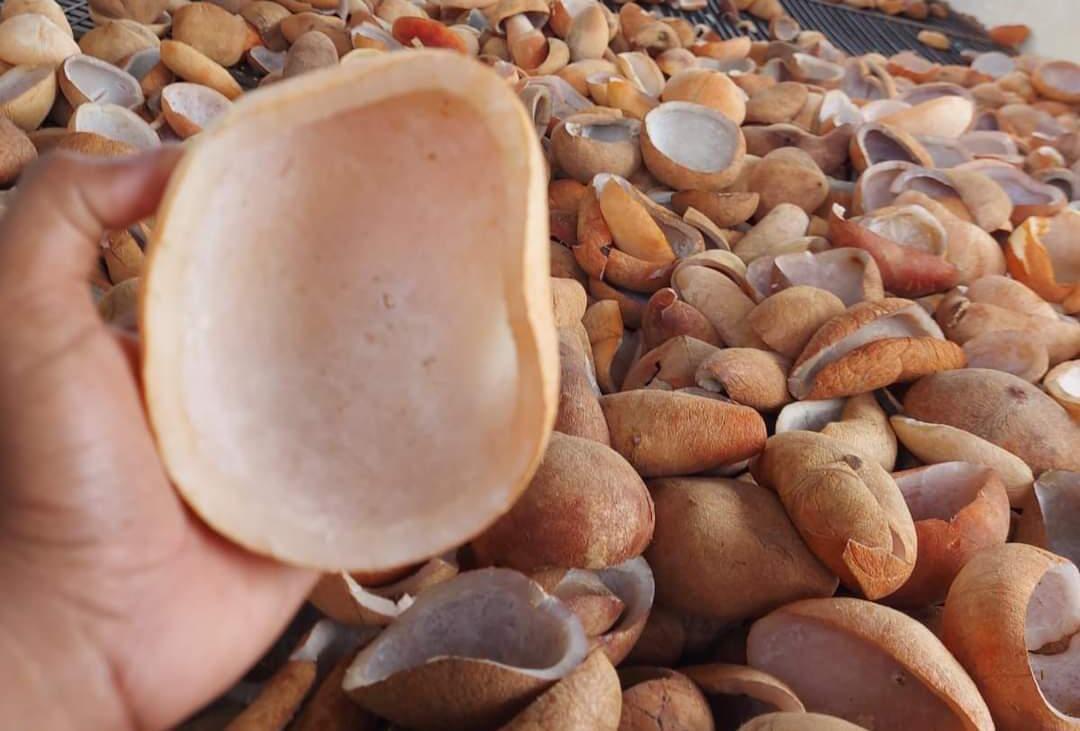 Cara Mengolah Kelapa Menjadi Bahan Baku Kopra yang Berharga