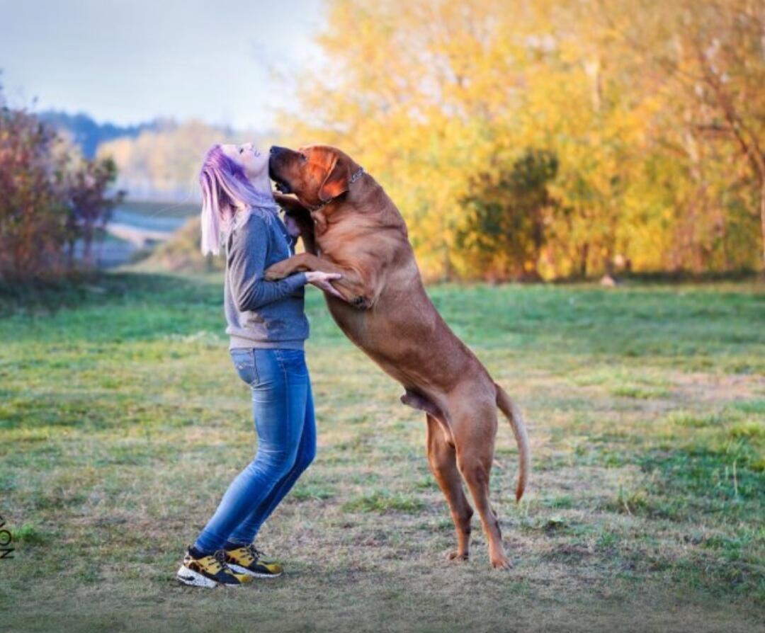 Tosa Inu — Anjing Petarung Juara I di Dunia ini Dilarang Eksis di 10 Negara