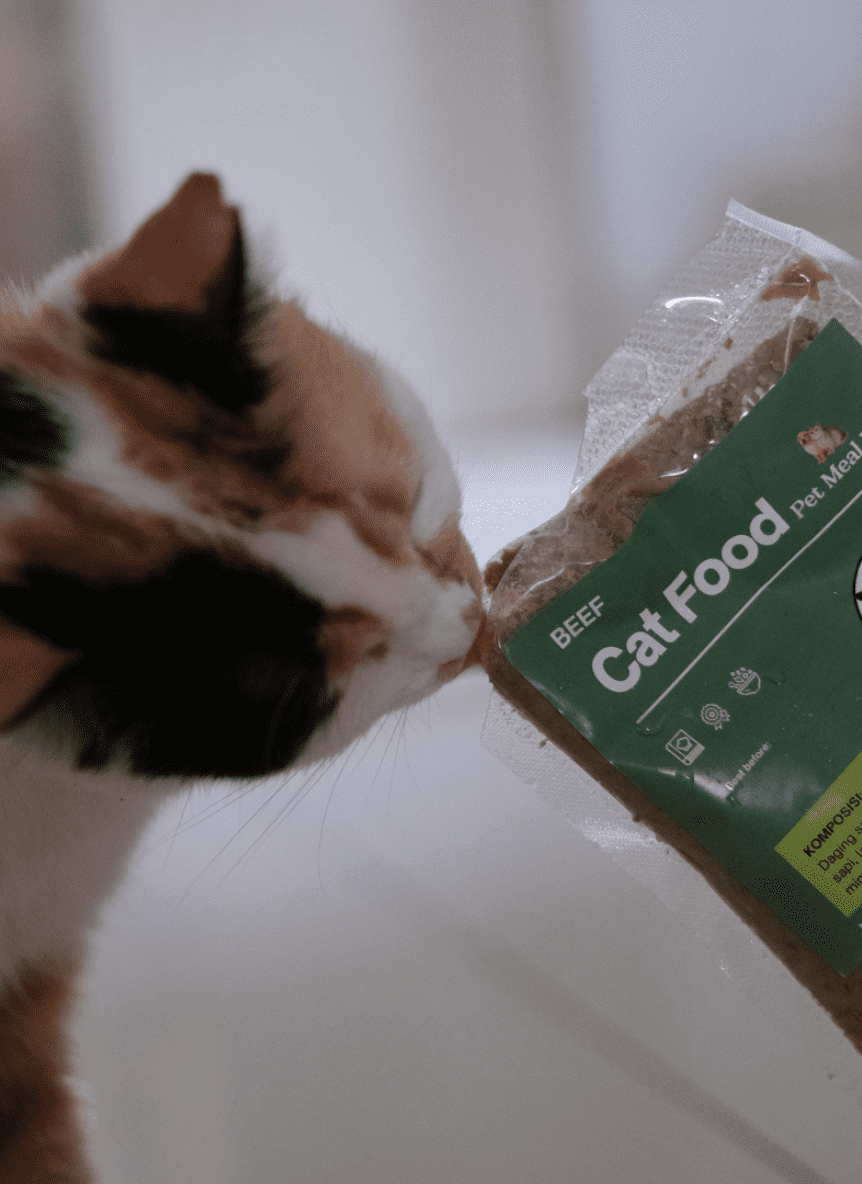 Rekomendasi Makanan Kucing Wet Food Homemade 