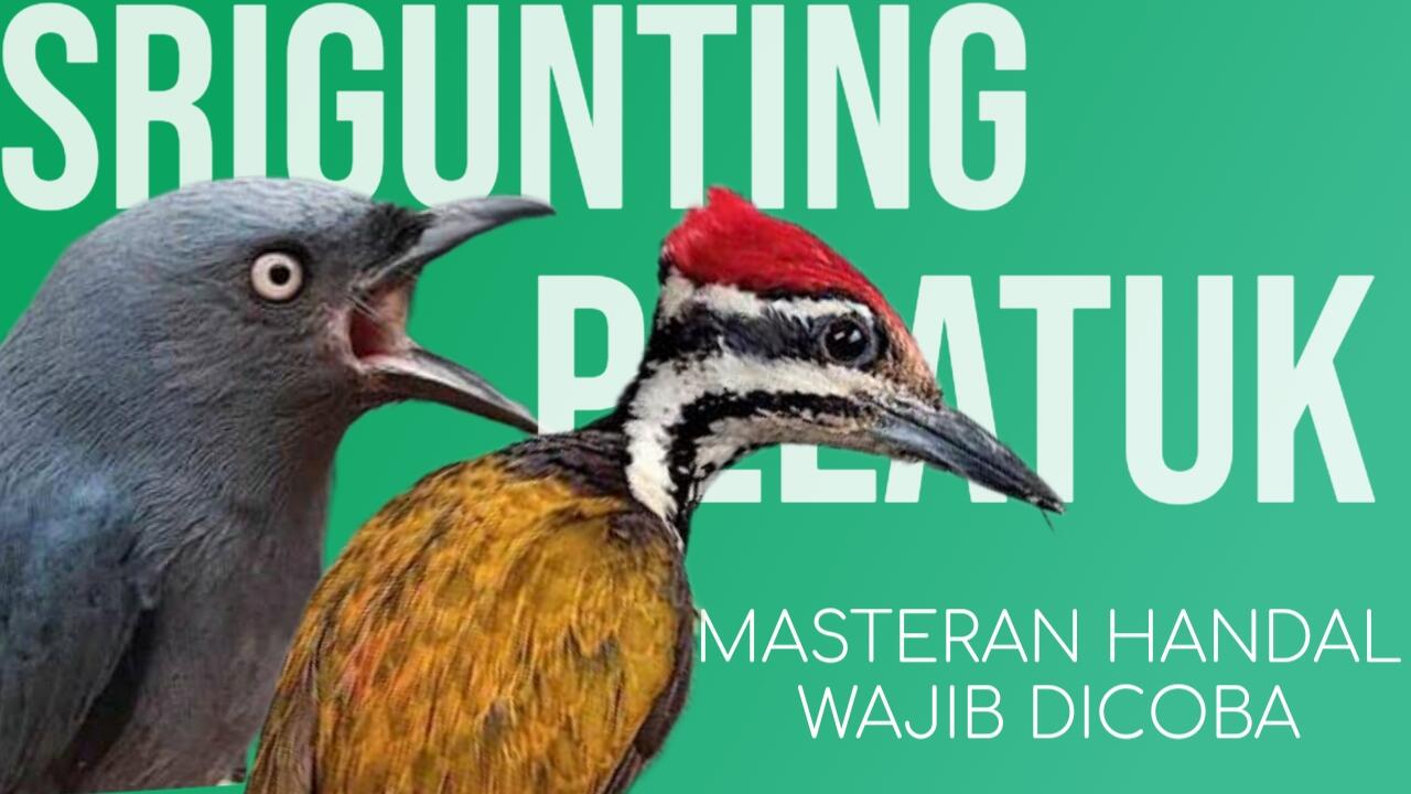 Masteran Srigunting Abu Vs Pelatuk Bawang