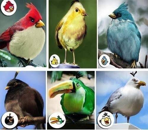 Awal Mula Angry Birds Bisa Sukses Di Pasaran Dunia!