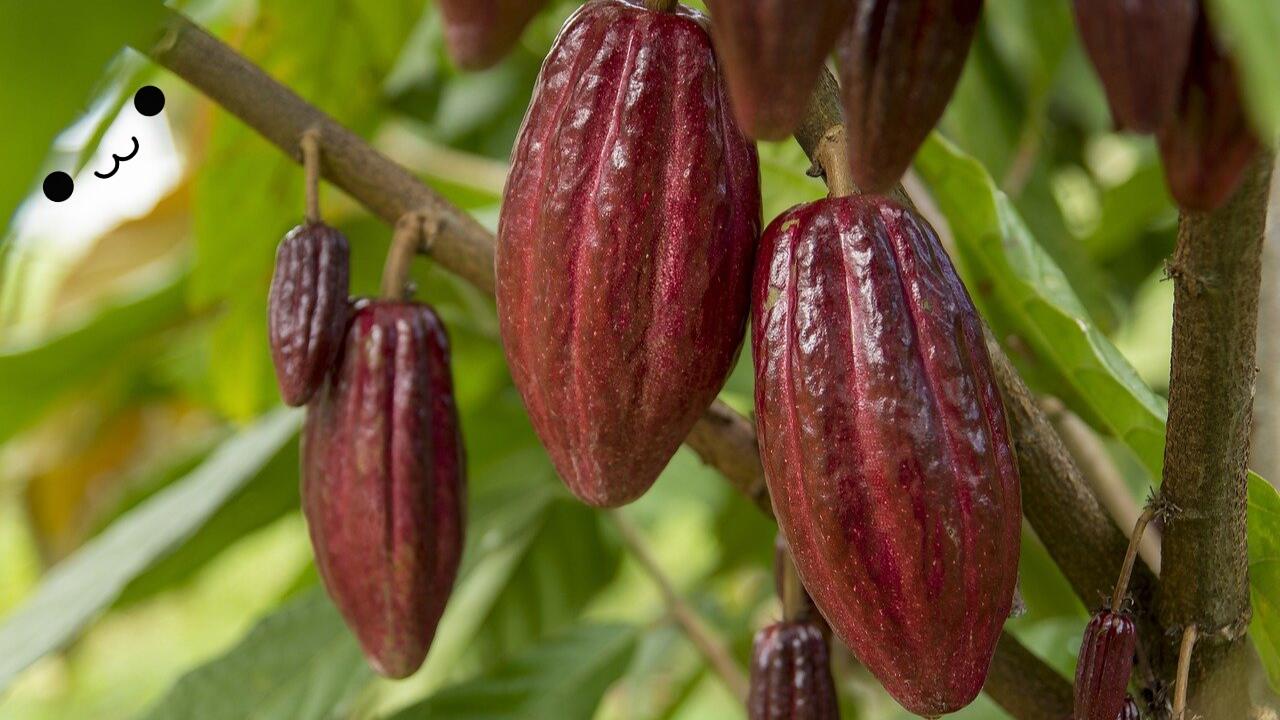 Mengenal Jenis-Jenis Buah Coklat yang Menyajikan Sensasi Kekayaan Rasa