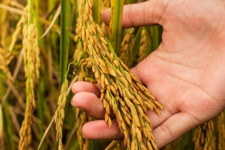 Panduan Penting: Menentukan Usia Padi yang Optimal untuk Panen Berkualitas