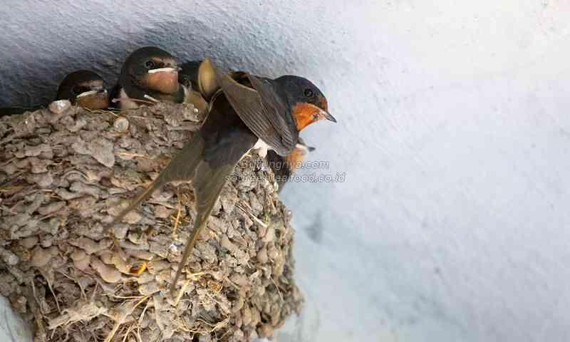 Cara Membuat Makanan Burung Walet
