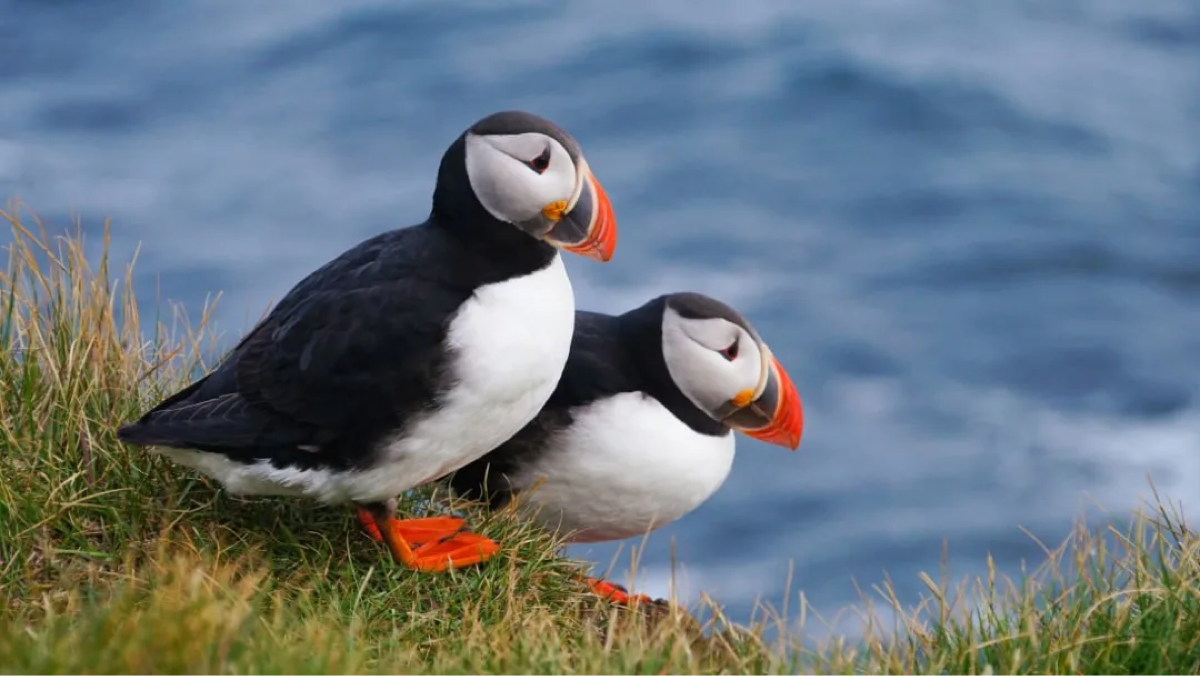 Keunikan dan Keistimewaan Burung Puffin