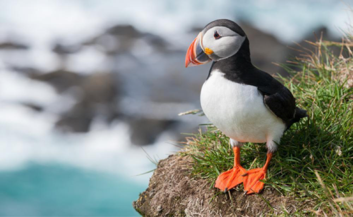 Keunikan dan Keistimewaan Burung Puffin