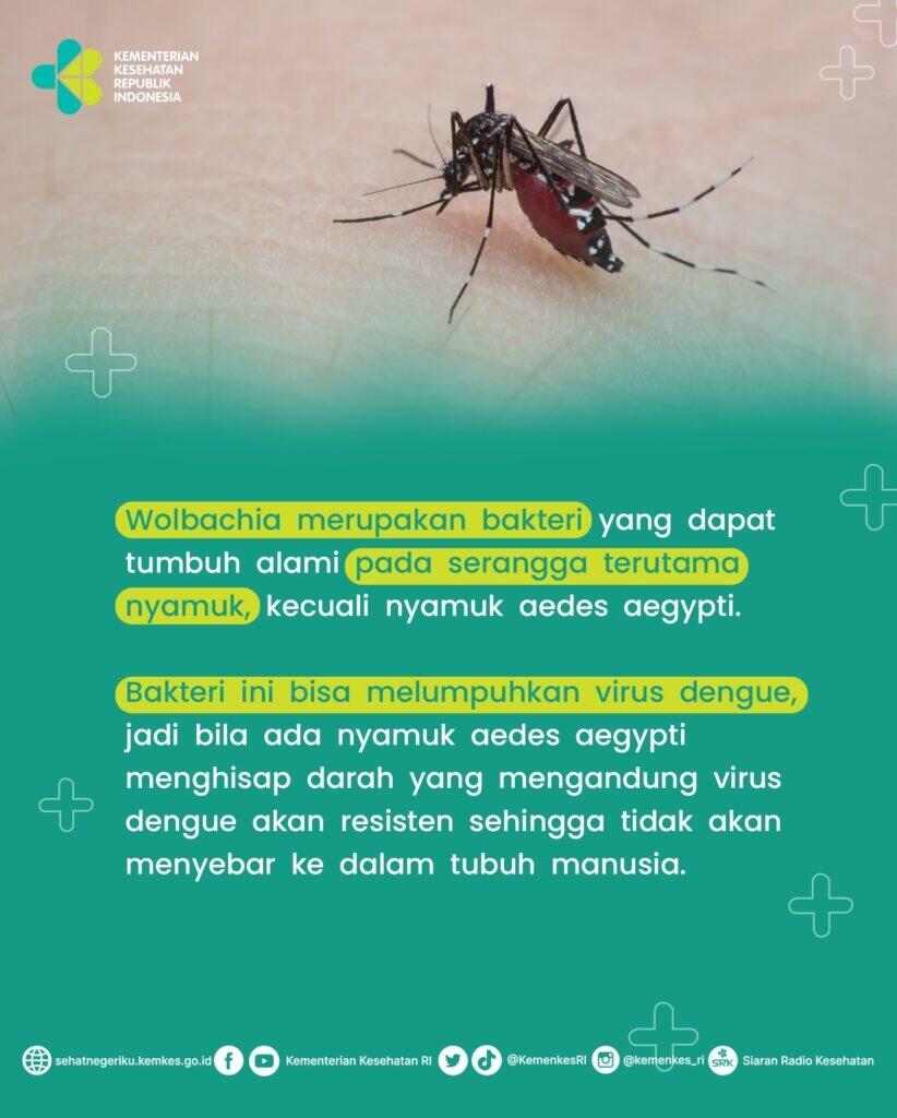 Kembali Viral Penyebaran Nyamuk Wolbachia, Apakah Akan Bermutasi?