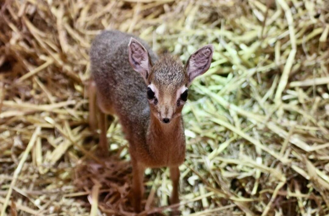 Dik Dik — Hewan ini Memiliki Wajah Seperti Ilusi Optik