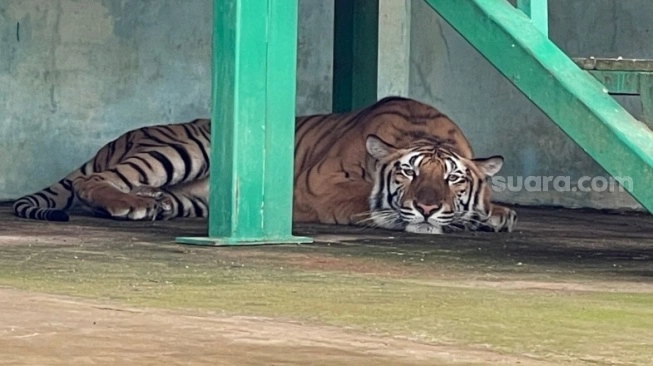 Seorang asisten rumah tangga tewas setelah memberi makan harimau milik majikannya.