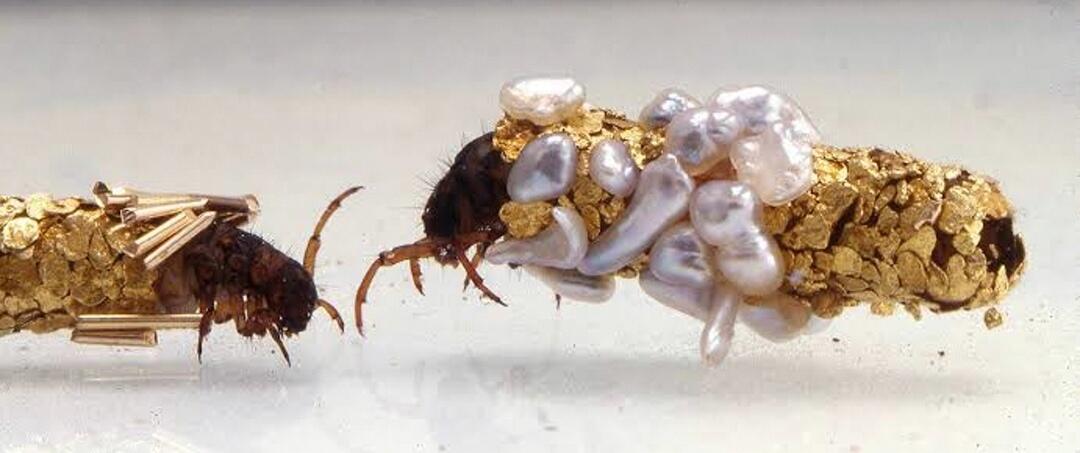 Caddisfly Larvae — Serangga ini Dimanfaatkan untuk Membuat Perhiasan