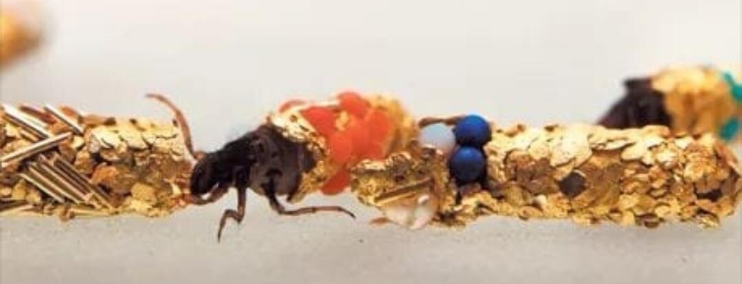 Caddisfly Larvae — Serangga ini Dimanfaatkan untuk Membuat Perhiasan