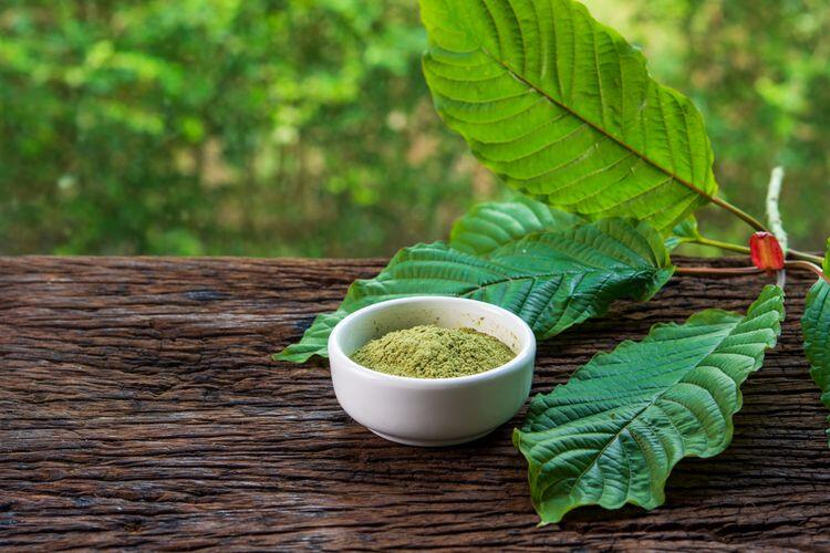 Daun Kratom: Komoditas Herbal atau Narkotika Golongan I ? &#91;Kompetisi KGPT&#93;