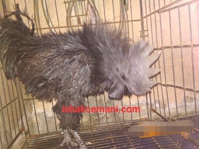 Ayam Cemani Walik Istimewa Gratis Betina !!! Wajib Baca Diskripsi