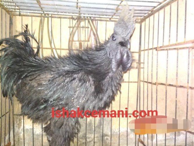 Ayam Cemani Walik Istimewa Gratis Betina !!! Wajib Baca Diskripsi