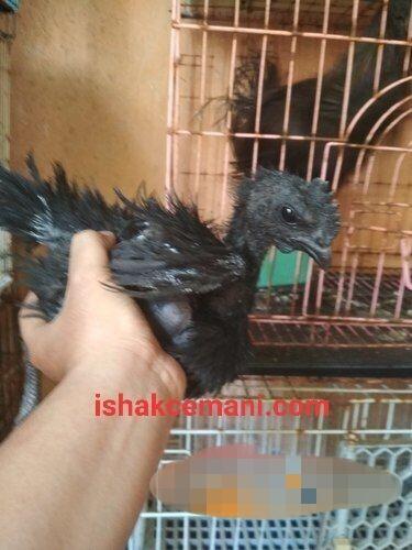 Ayam Cemani Walik Usia 3 Bulan Murah Banget Nyet