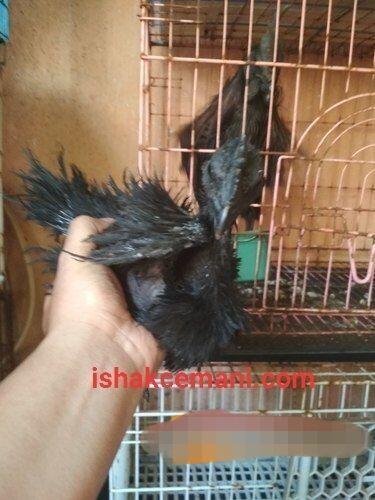 Ayam Cemani Walik Usia 3 Bulan Murah Banget Nyet