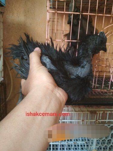 Ayam Cemani Walik Usia 3 Bulan Murah Banget Nyet