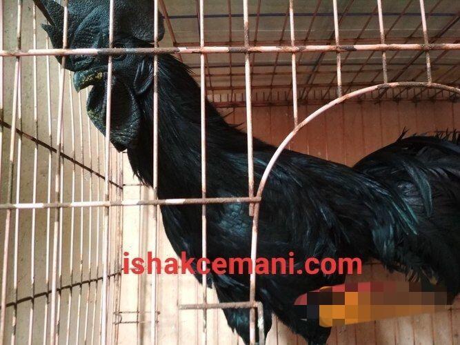 Ayam Cemani Super Istimewa Murah Gratis Betina !!! Wajib Baca Diskripsi