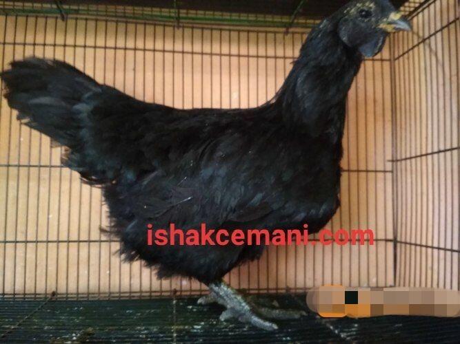 Ayam Cemani Super Istimewa Murah Gratis Betina !!! Wajib Baca Diskripsi