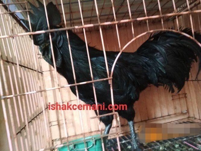 Ayam Cemani Super Istimewa Murah Gratis Betina !!! Wajib Baca Diskripsi