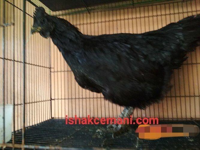 Ayam Cemani Super Istimewa Murah Gratis Betina !!! Wajib Baca Diskripsi