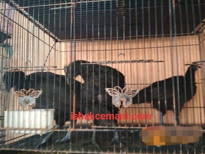 Ayam Cemani 3 Bulan Free Betina Mantap Super Ampuh !!! Wajib Baca Diskripsi 