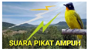 Download Suara Burung Kutilang Emas Pikat Mp3