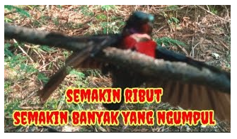 Pesona Kolibri: Memahami Karakteristik Burung Paling Kecil dan Penuh Energi