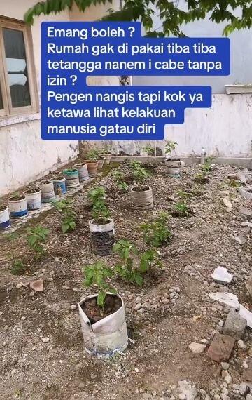 Ditinggal Sebulan, Rumah Ini Disulap Jadi Kebun Cabai oleh Tetangga
