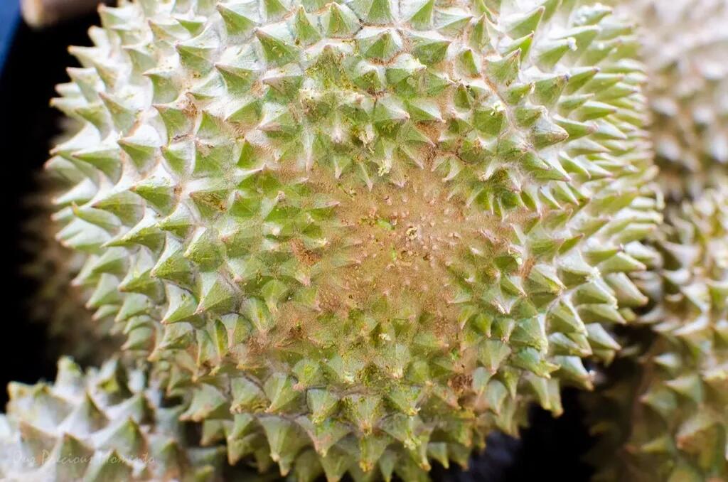 Fantastis! Durian Musang King Termahal di Dunia, 1 Butir Terjual Harga Rp 612 Juta