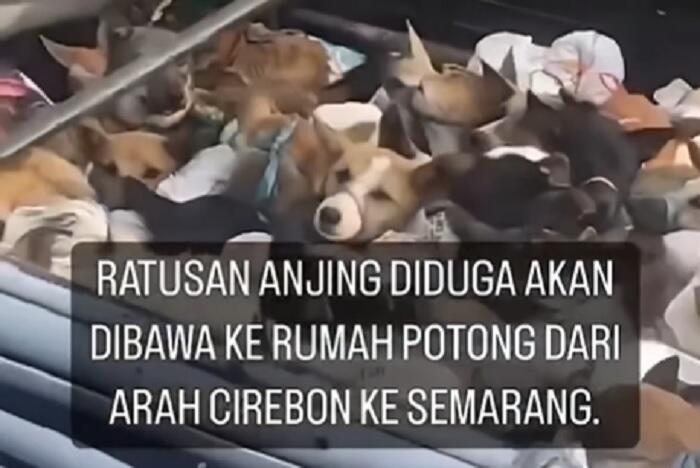 Ngeri, Viral Video Truk Pembawa Anjing Menuju Penjagalan di Jateng! &#91;Kompetisi KGPT&#93;