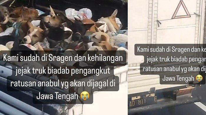 Ngeri, Viral Video Truk Pembawa Anjing Menuju Penjagalan di Jateng! &#91;Kompetisi KGPT&#93;