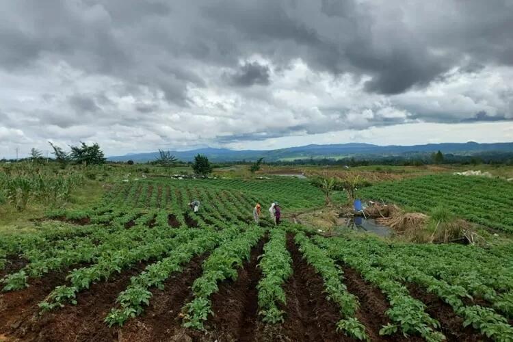 Kabar Terbaru Food Estate 1000 Hektar di Humbahas Sumut: Siapa Bilang Kami Gagal..
