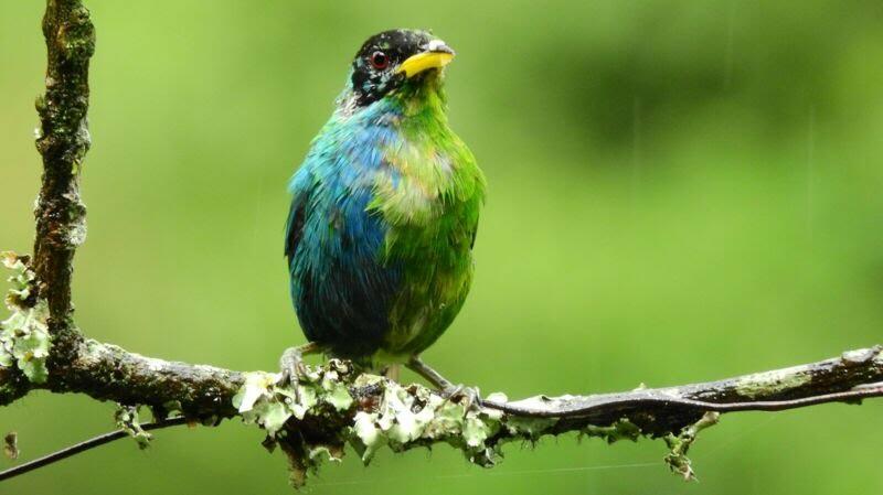 Menakjubkan! Peneliti Temukan Burung di Kolombia, Setengah Betina dan Setengah Jantan