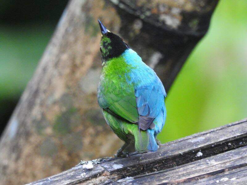 Menakjubkan! Peneliti Temukan Burung di Kolombia, Setengah Betina dan Setengah Jantan