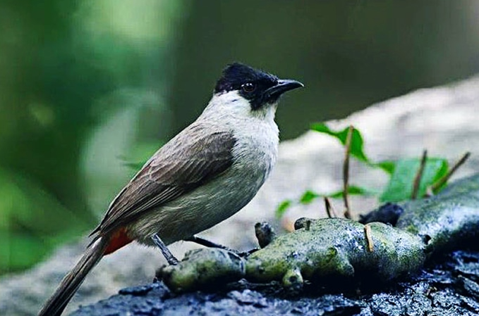 Download Suara Burung Kutilang Masteran Terbaik Cocok Untuk Masteran Kutilang