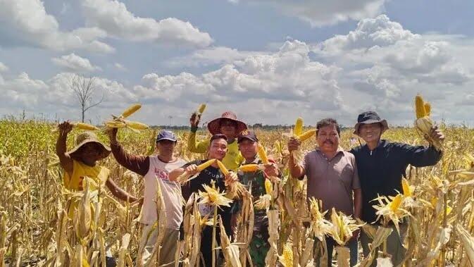 Penampakan Panen Raya di Food Estate Gunung Mas Usai Heboh Disebut Mahfud Gagal