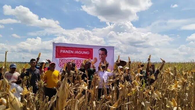 Penampakan Panen Raya di Food Estate Gunung Mas Usai Heboh Disebut Mahfud Gagal