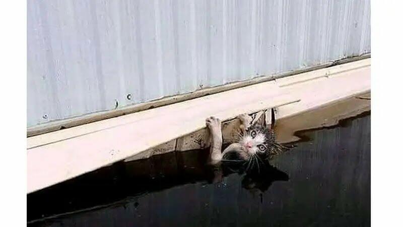 Kemana Perginya Para Kucing saat Banjir? Ini Dia Jawabannya!