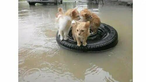 Kemana Perginya Para Kucing saat Banjir? Ini Dia Jawabannya!