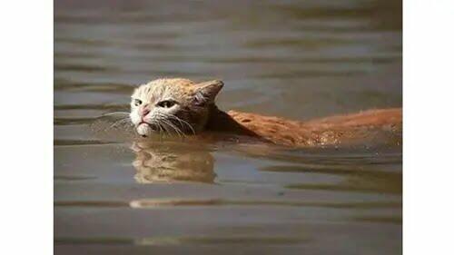 Kemana Perginya Para Kucing saat Banjir? Ini Dia Jawabannya!