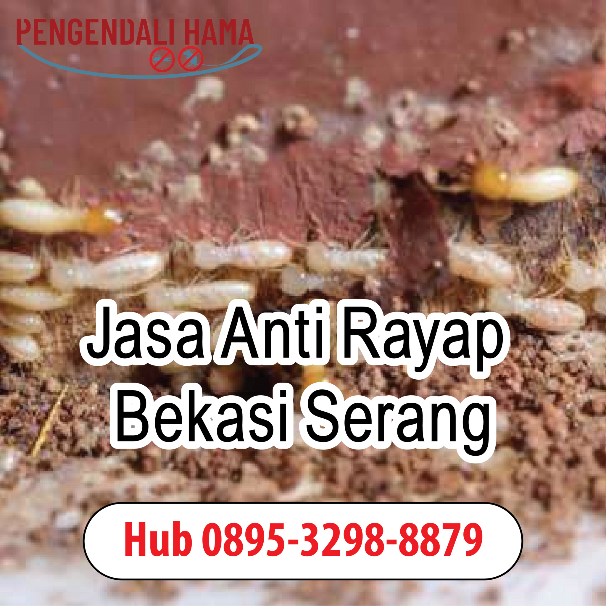 Wa 0895-3298-8879 , Jasa Anti Rayap Profesional di Jakarta