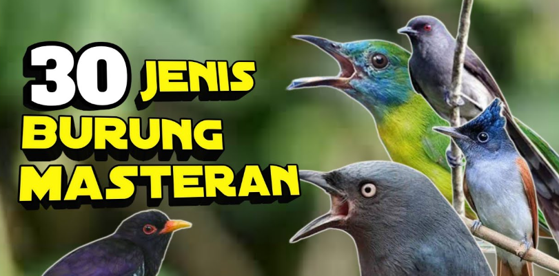 Download Suara Burung Masteran Untuk Burung Kecil MP3