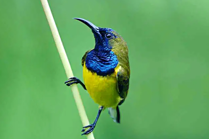 Download Suara Burung Masteran Sogok Ontong pang di cari MP3