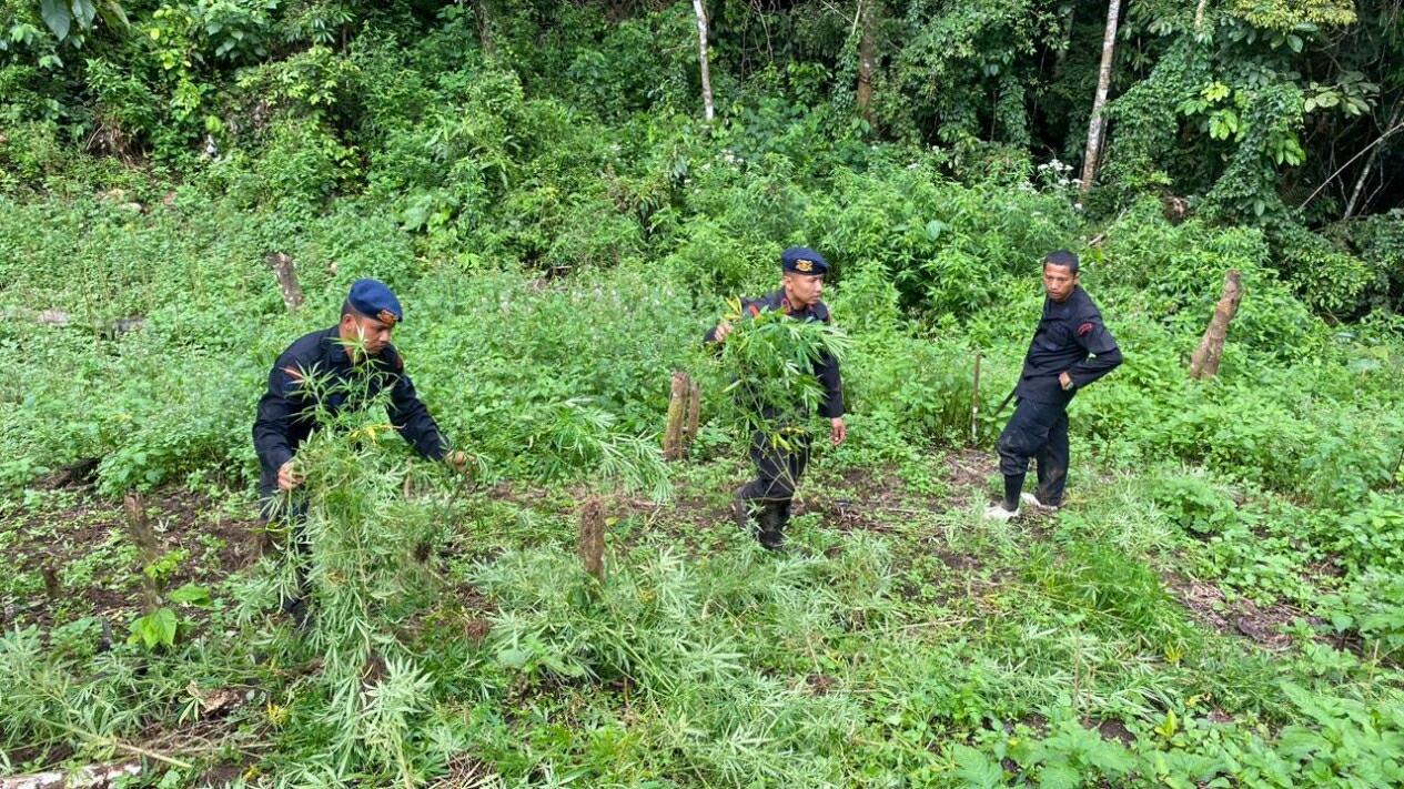 Melawan Saat Ditangkap, Kurir Ganja Tewas Tertembak di Pantat!