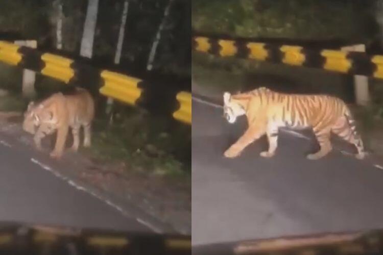 Harimau Berkeliaran di Jalanan Lampung, Diduga Kalah Bersaing Dalam Hutan 