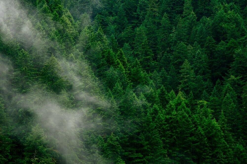 Kenapa Perlu Menanam Pohon, Jika Sebagian Besar Oksigen Dihasilkan Oleh Laut?